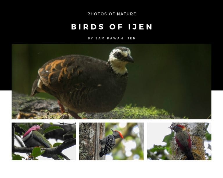 ijen birding tour