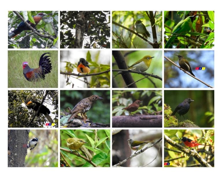 bird of kawah ijen