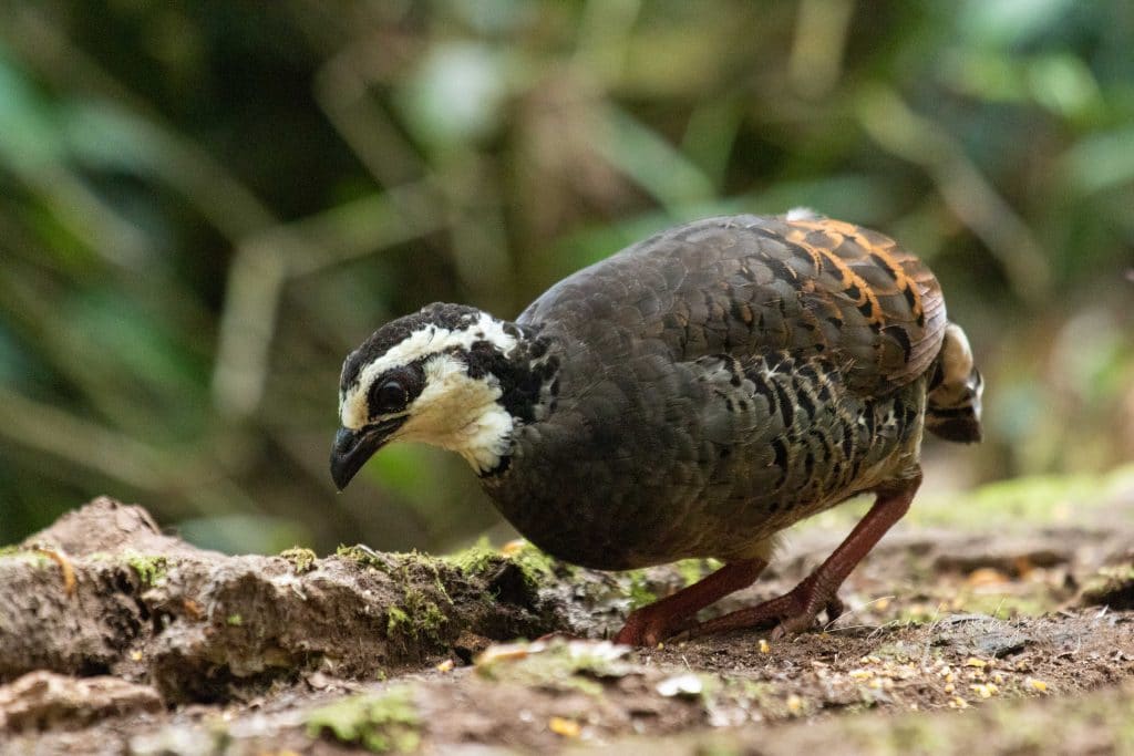 white faced partridge