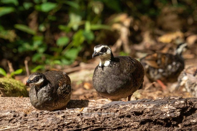 White faced Partridge | Arborophila orientalis | Mount Ijen Indonesia