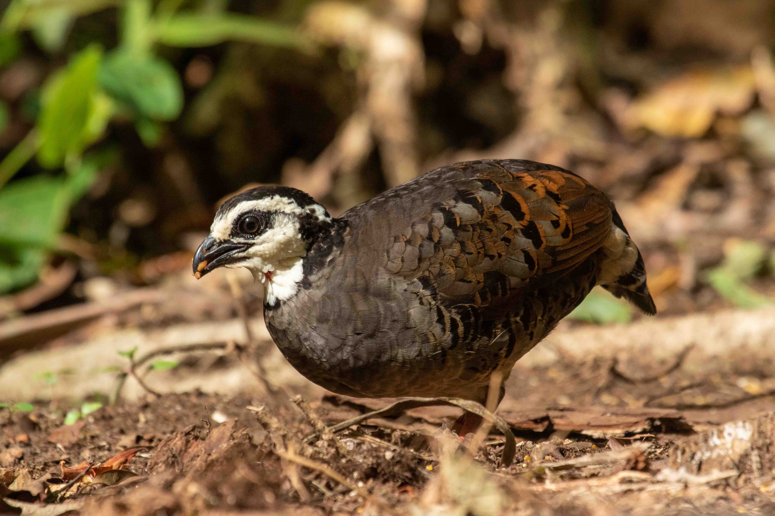 Ijen Birding tour